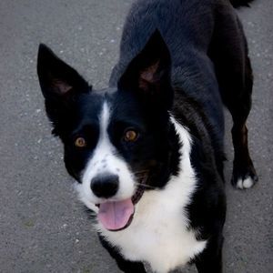 Meet your Posher, Cirila